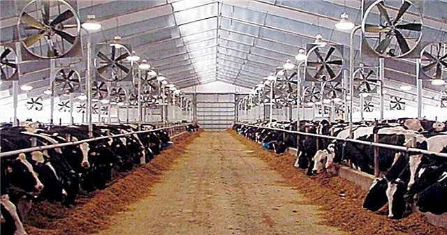 Do-it-yourself ventilation of the barn: types of systems, air exchange rates + system arrangement