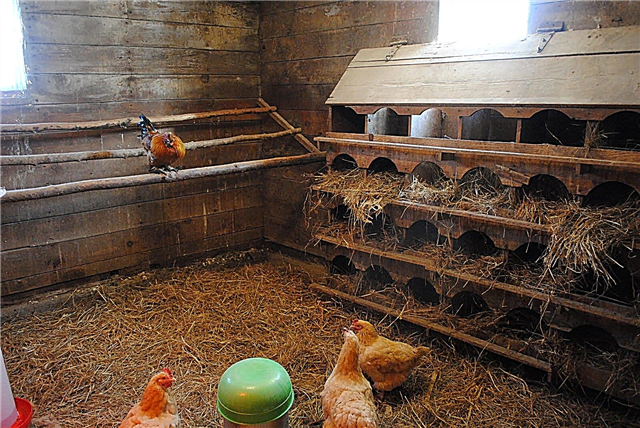 Ventilazione fai-da-te nel pollaio in inverno: i migliori schemi e sottigliezze di sistemazione
